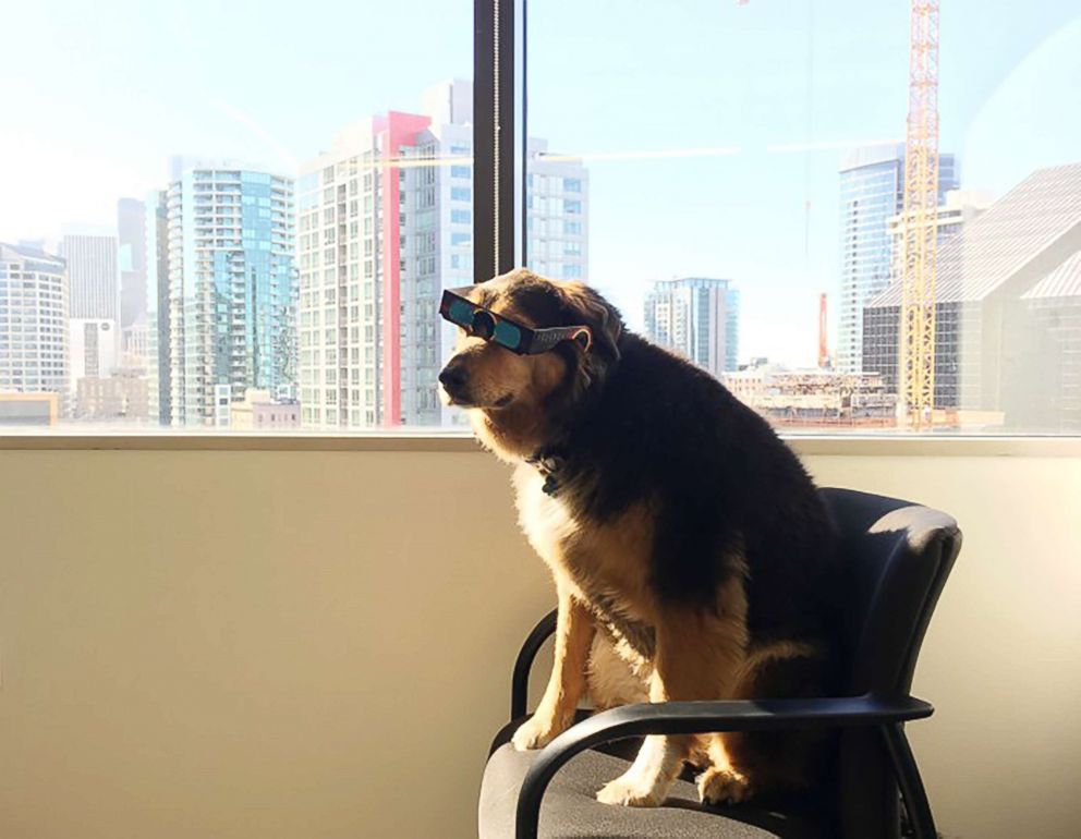 PHOTO: Amazon employees share their Seattle headquarters with dogs. 