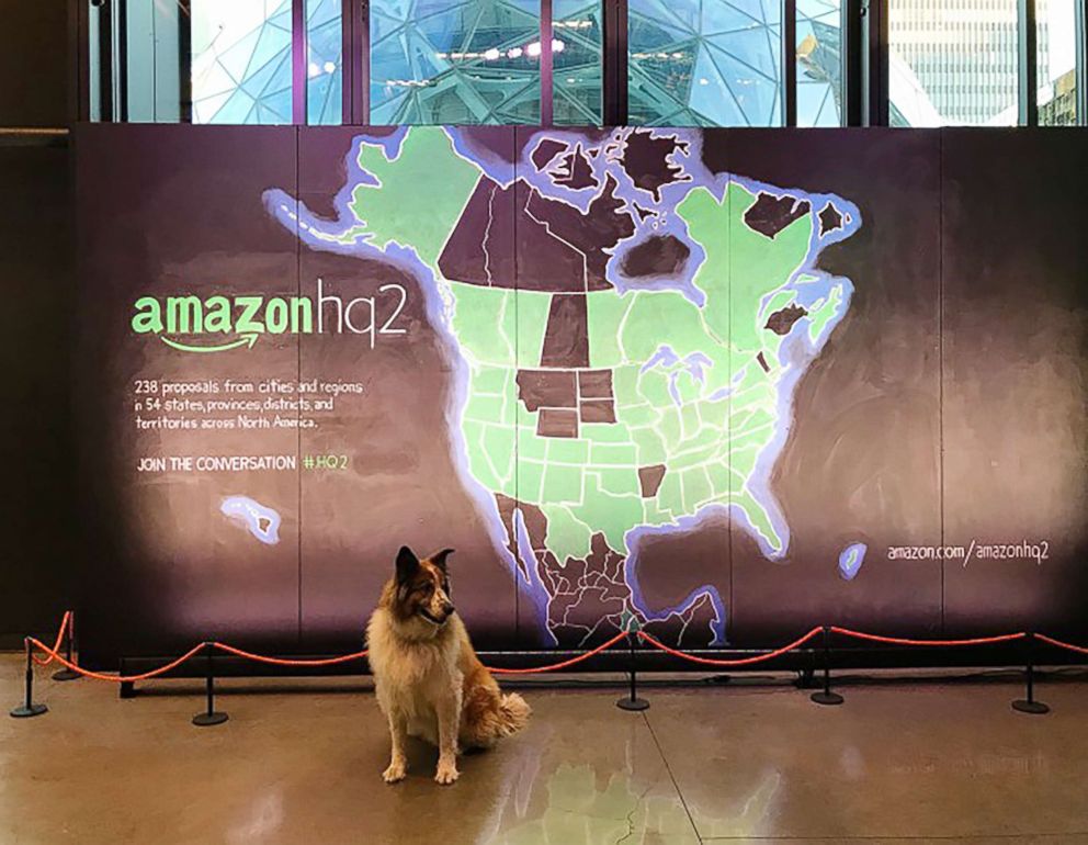 PHOTO: As many as 6,000 dogs share workspace with Amazon employees at the company?s Seattle headquarters.