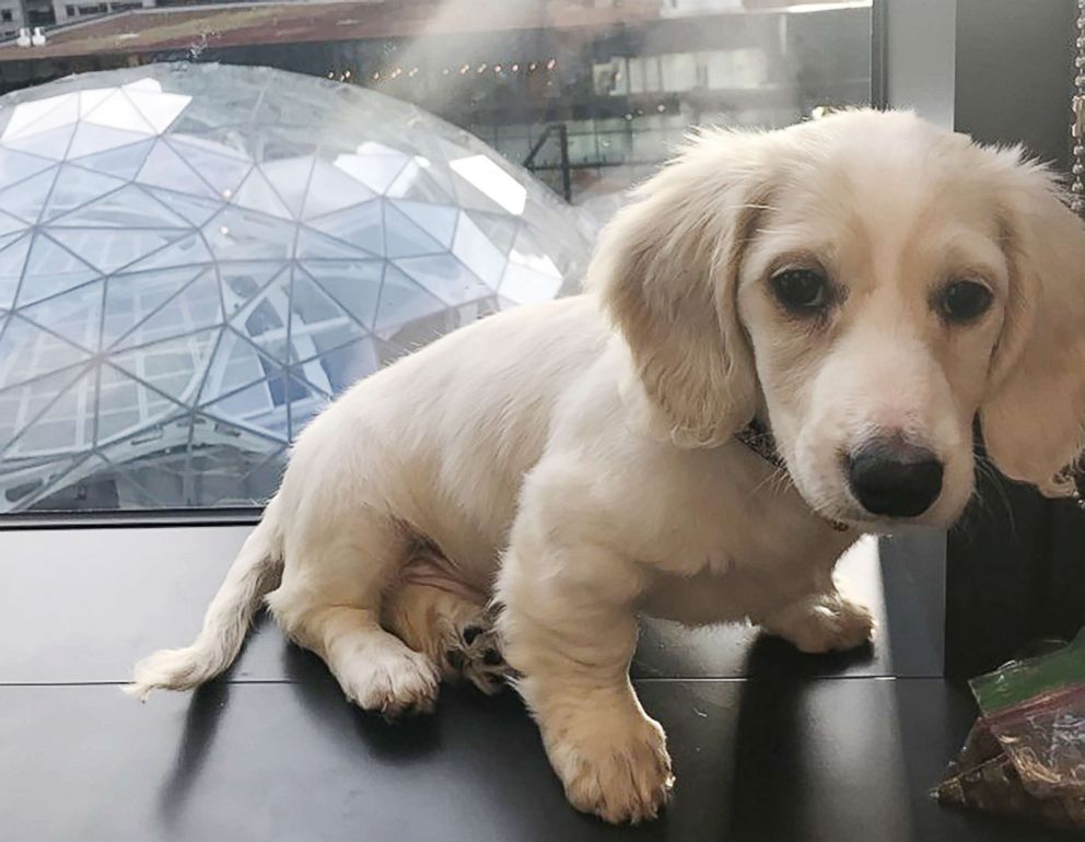 PHOTO: A dog is photographed at the headquarters of Amazon in Seattle.