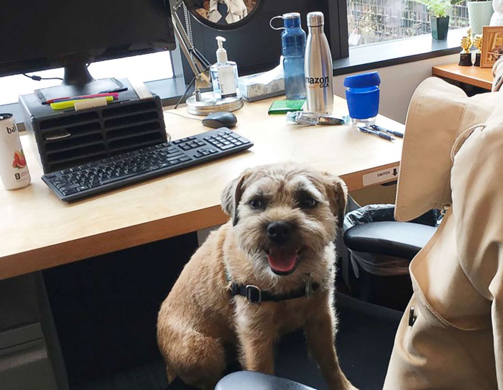 PHOTO: Dogs work alongside employees at Amazon headquarters in Seattle.