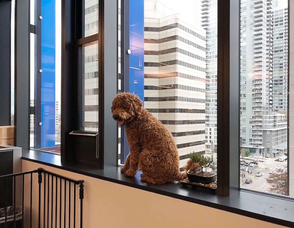 PHOTO: Dogs and employees work side-by-side at Amazon headquarters. 