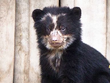 Andean bear baby comes out of its den