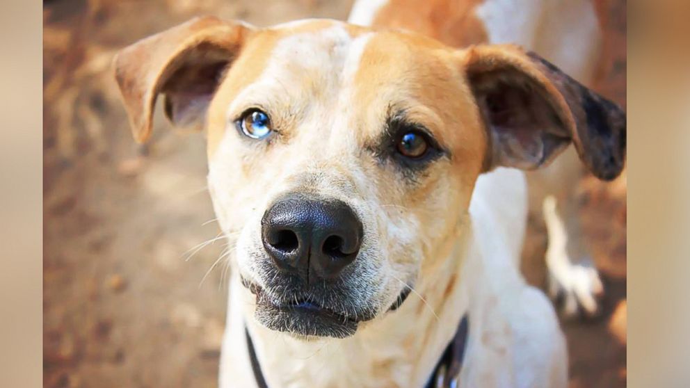 Meet Henry, a 3-year-old coonhound mix, living at Animal Ark Rescue in Columbus, Georgia. 