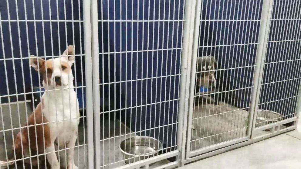 PHOTO: Chad Olds performed with his guitar and sang to the kennel of adoptable dogs at Friends of Vance County Animal Shelter in North Carolina on Feb. 13, 2018.