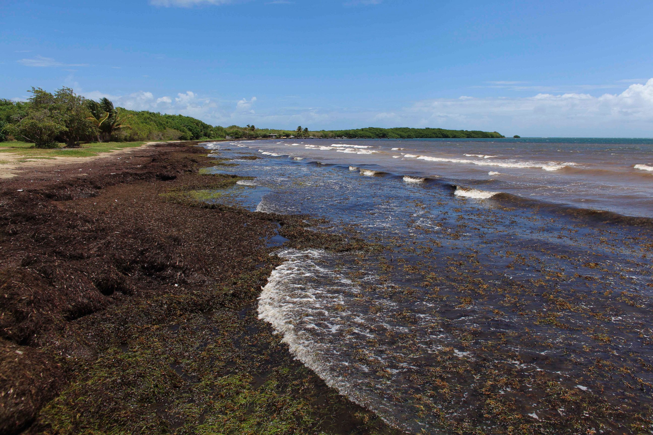 PHOTO: Large quantities of seaweed blanket the beach in the east coast "Playa Los Machos" in Ceiba, Puerto Rico, Saturday, Aug. 8, 2015. 