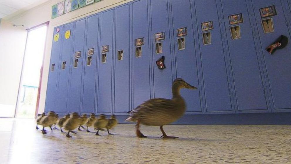 Mother Duck Leads Baby Ducklings on Waddle Through Michigan School