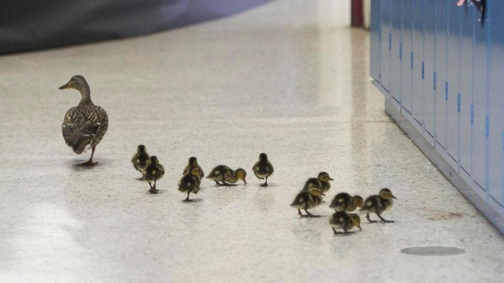 PHOTO: Vanessa the duck leads her offspring through the halls of the Village Elementary school in Hartland, Mich., April 28, 2016.