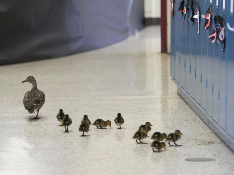 PHOTO: Vanessa the duck leads her offspring through the halls of the Village Elementary school in Hartland, Mich., April 28, 2016.