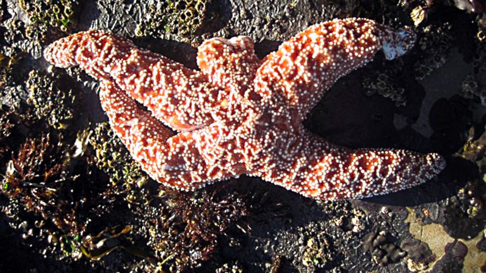 A starfish suffering from "sea star wasting disease" is missing one arm and has tissue damage to another.