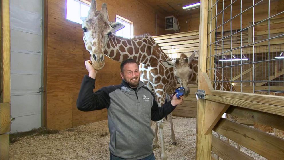 PHOTO: "I cannot confirm nor deny the possibility of another pregnancy," Animal Adventure Park owner Jordan Patch said on "GMA" today, fueling the speculation.