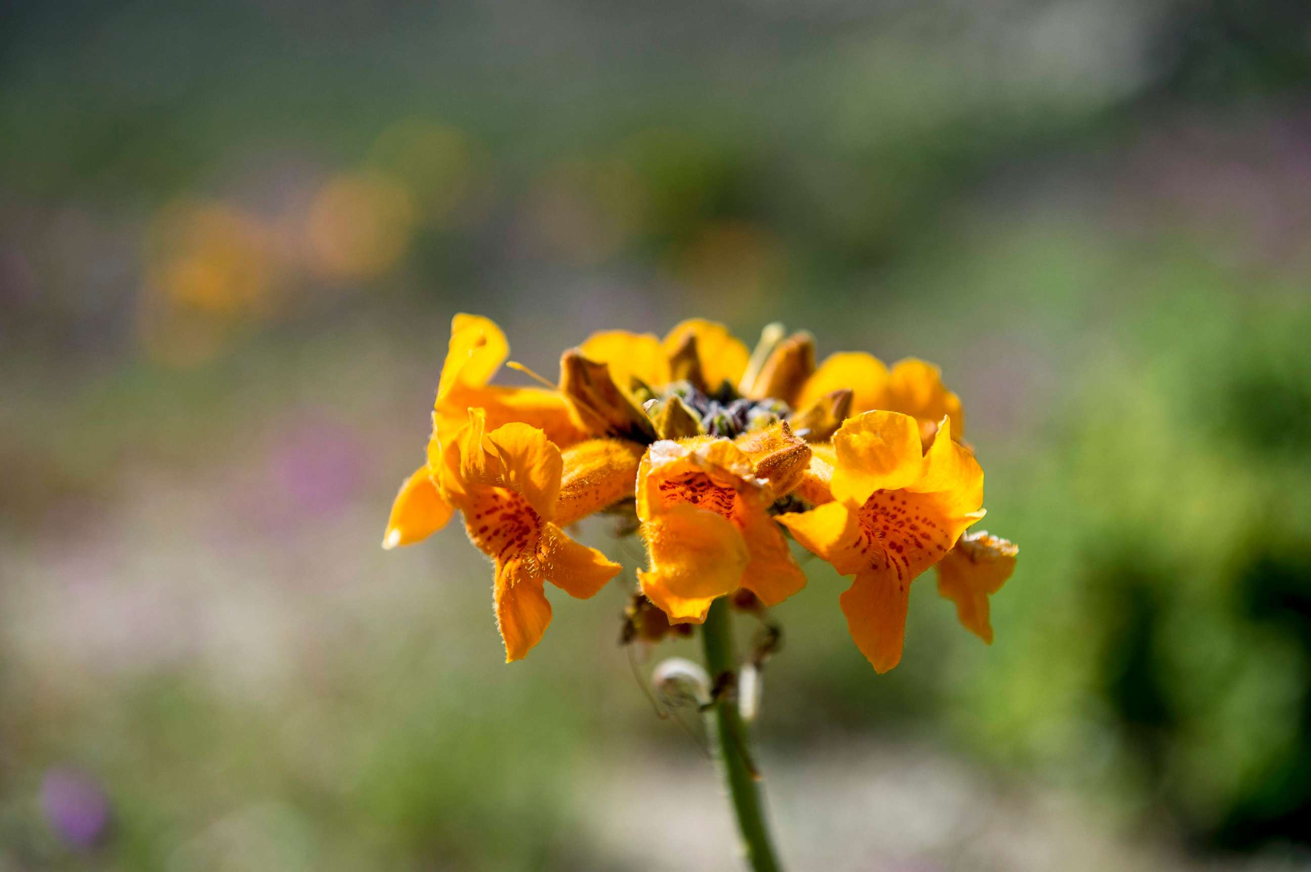 chile-s-atacama-desert-explodes-into-a-superbloom-photos-image-21