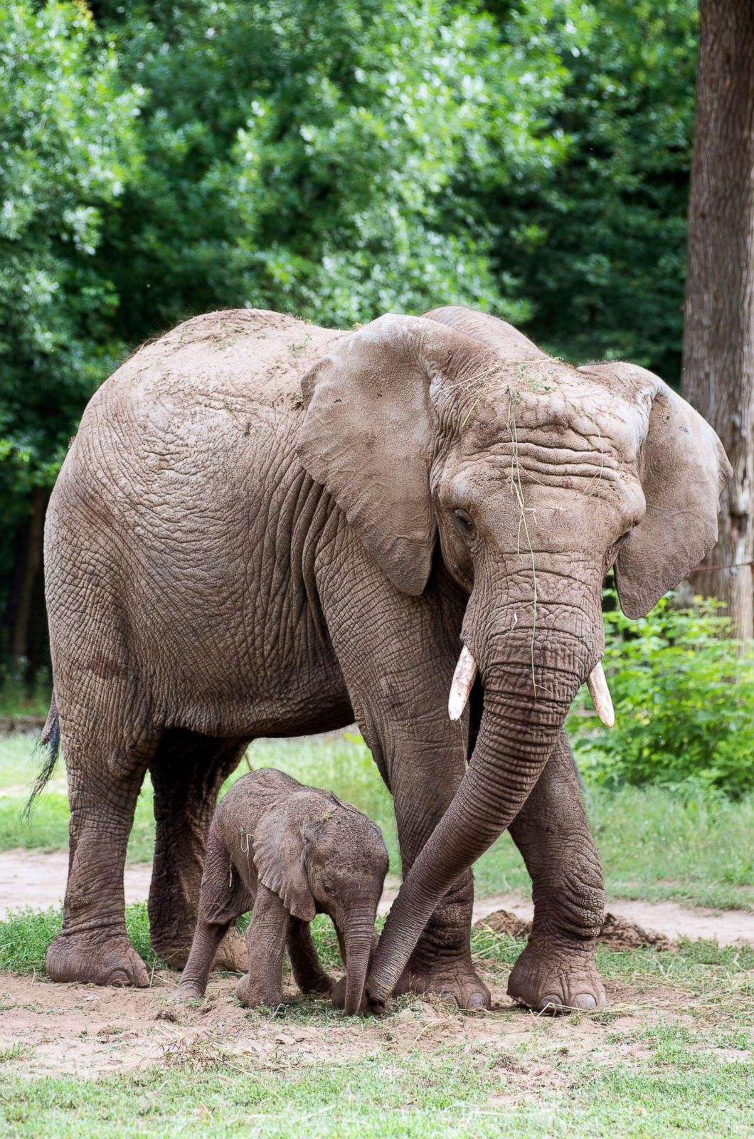 Baby elephant makes its debut