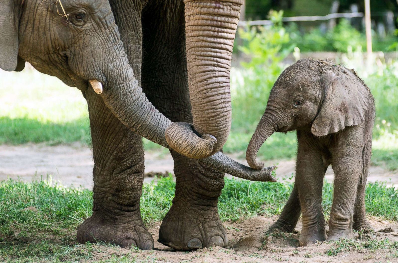 Baby elephant makes its debut