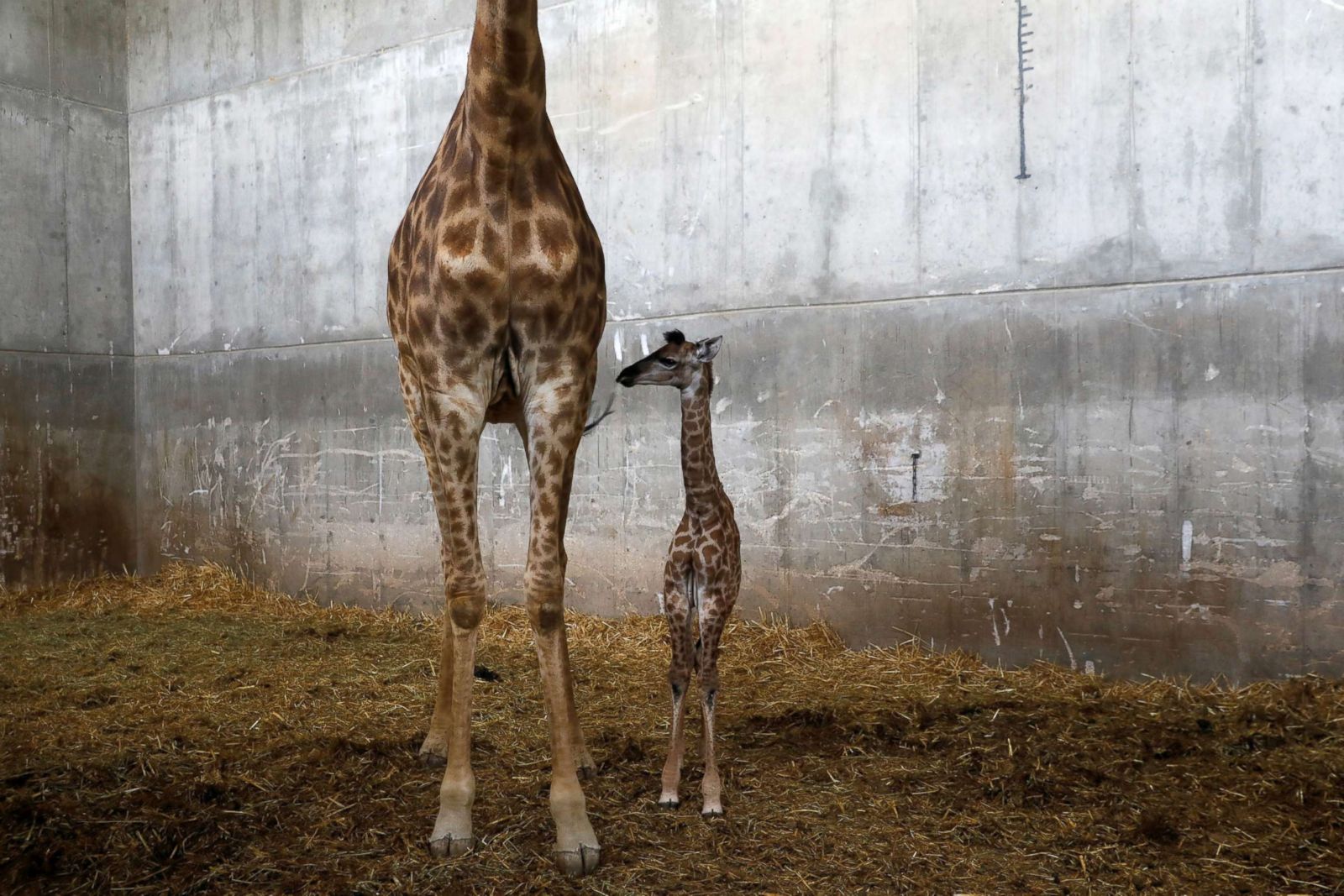 Baby giraffe gets Eurovision honor