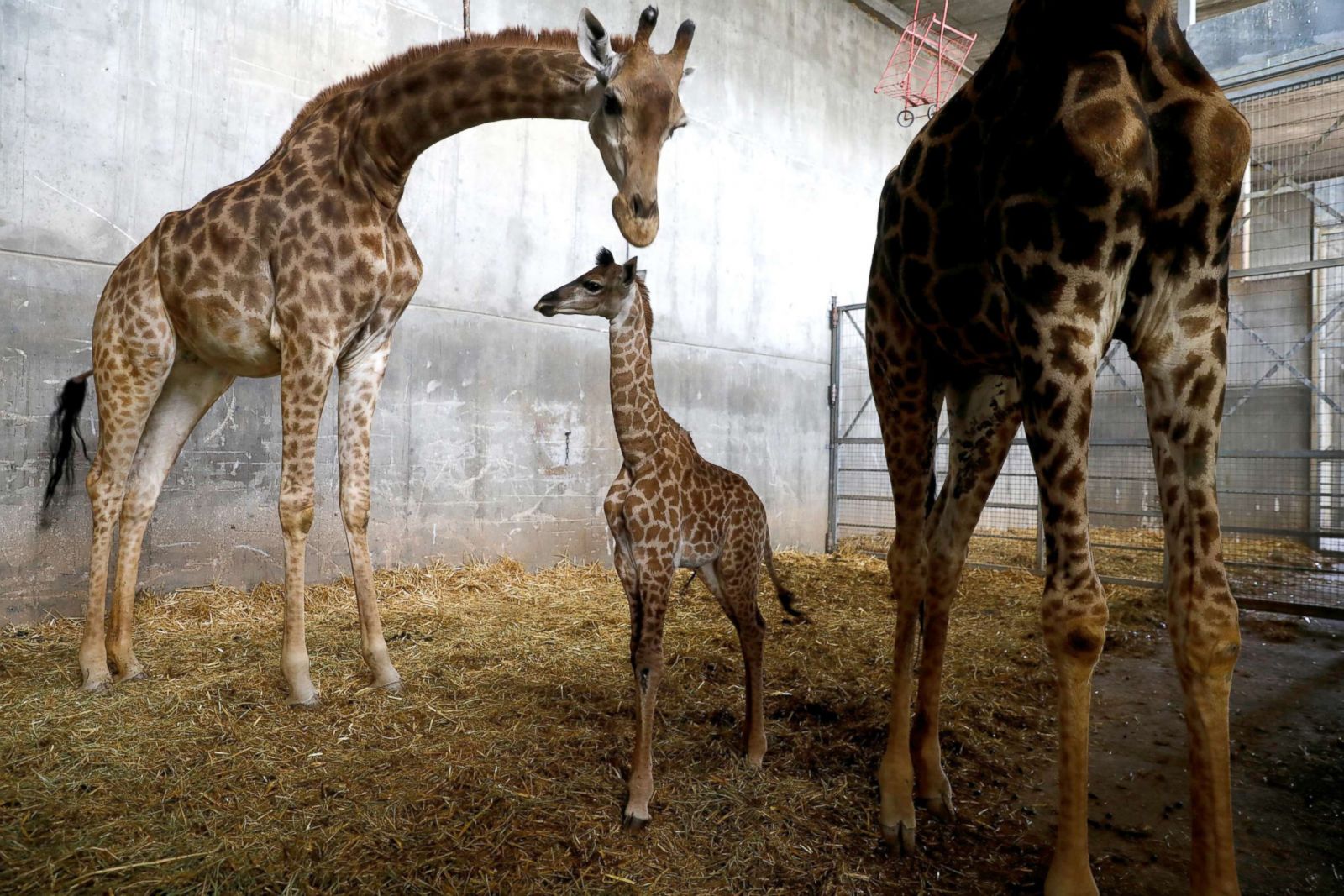 Baby giraffe gets Eurovision honor