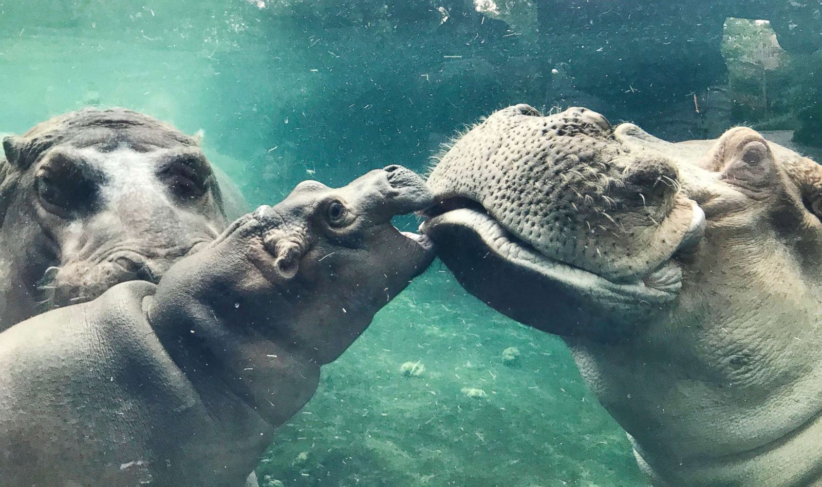 Baby hippo and its father kiss each other 