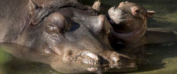 Meet The Adorable Baby Hippo Born At Disneys Animal Kingdom