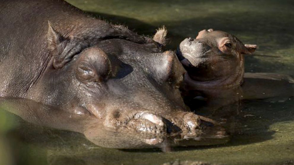 VIDEO: Meet the adorable baby hippo born at Disney's Animal Kingdom 