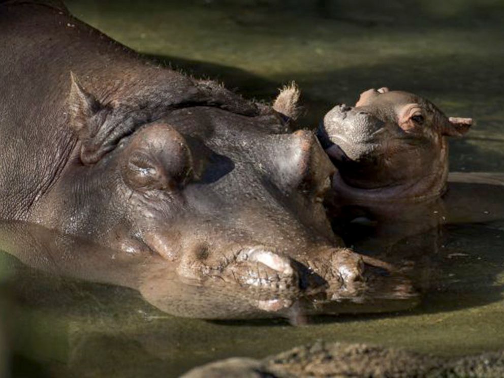 Meet the adorable baby hippo born at Disney's Animal Kingdom - ABC News