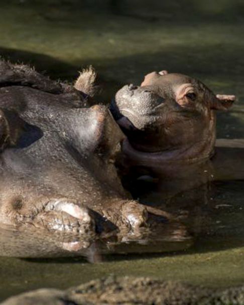 Meet The Adorable Baby Hippo Born At Disney S Animal Kingdom Abc News