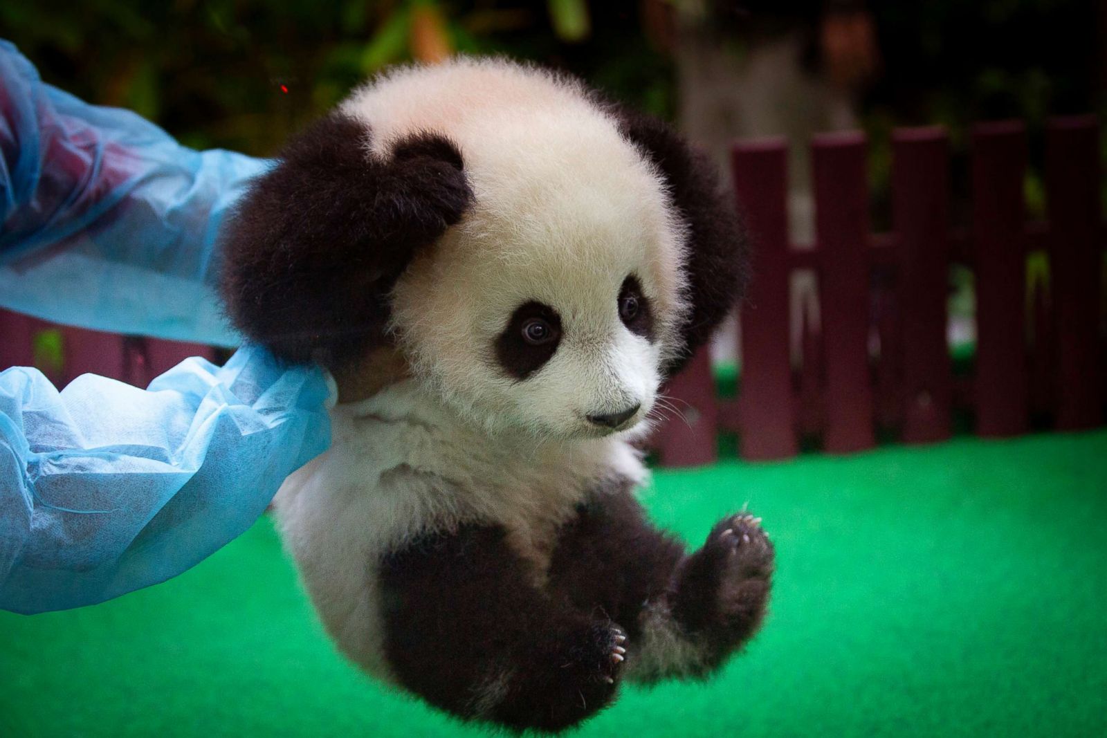 Hands up for baby pandas