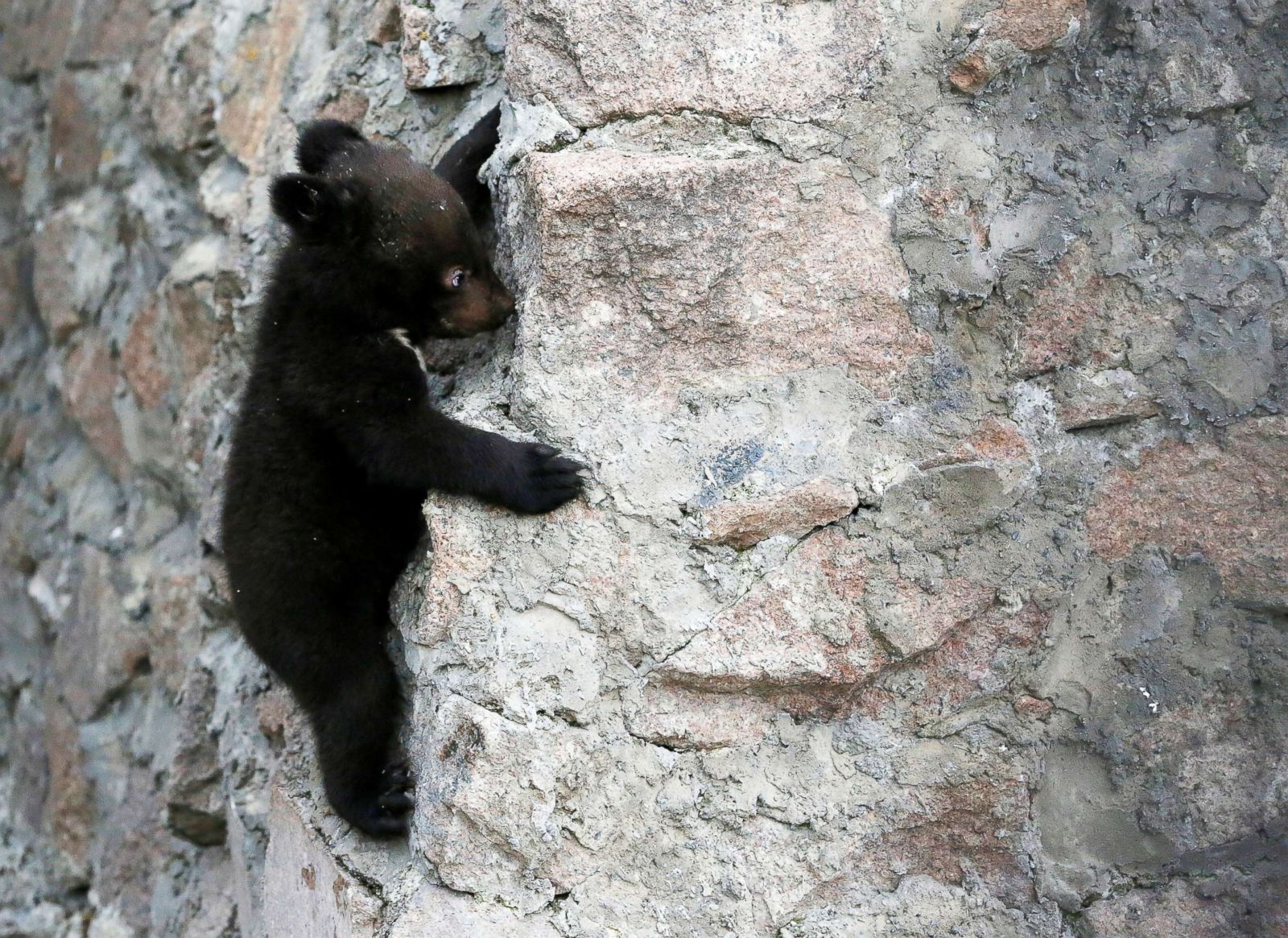 Baby bear hangs out