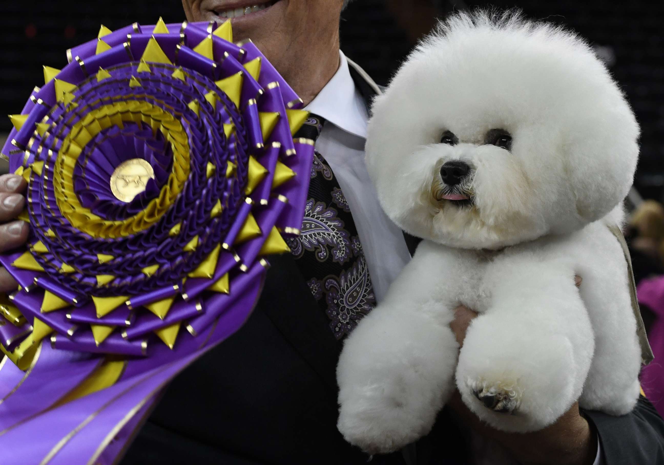 PHOTO: Flynn, the Bichon Frise, with handler Bill McFadden, poses after winning Best in Show at the Westminster Kennel Club 142nd Annual Dog Show in Madison Square Garden, Feb. 13, 2018, in New York City.