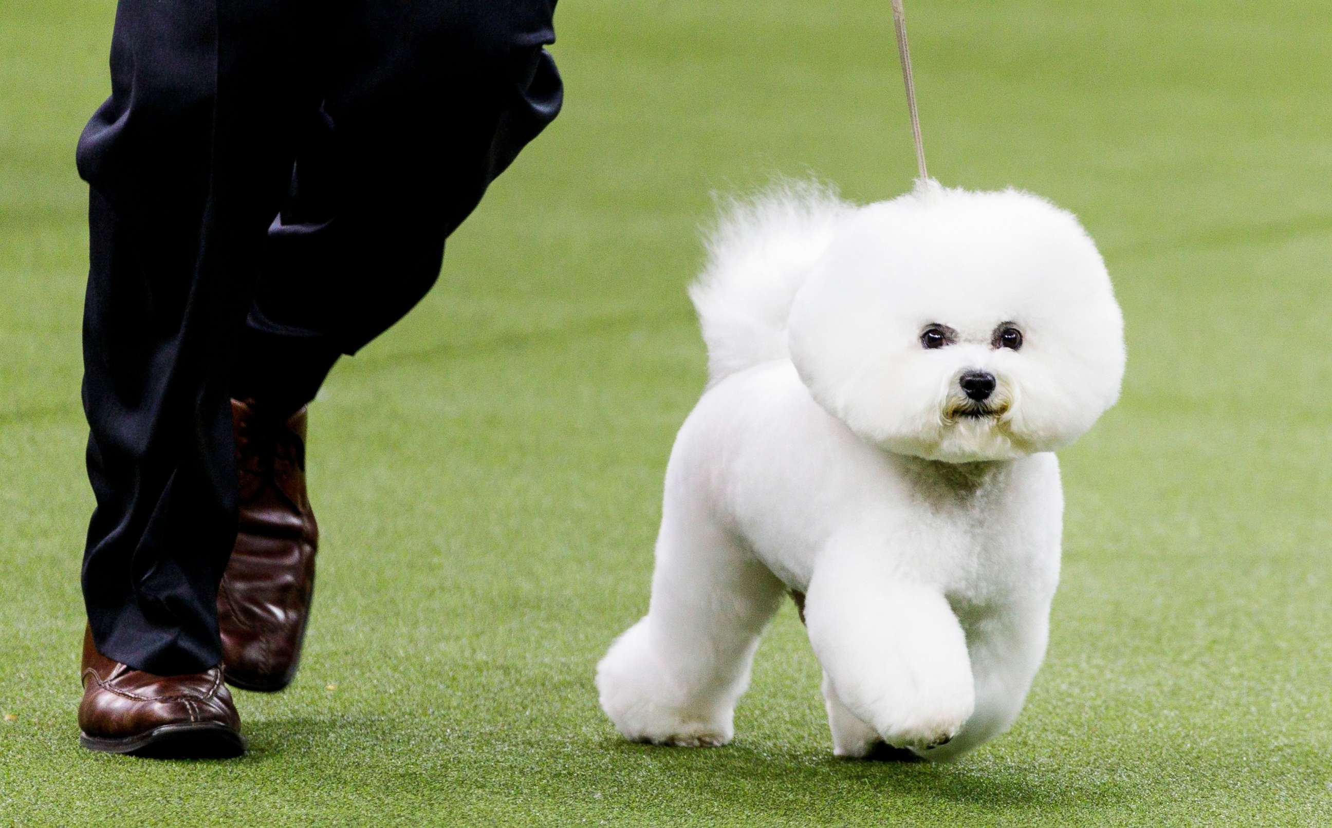 PHOTO: A Bichon Frise, named Flynn, is led by handler Bill McFadden before winning "Best In Show" at the 2018 Westminster Kennel Club Dog Show in New York City, Feb. 13, 2018. The annual competition features hundreds of dogs from around the country.