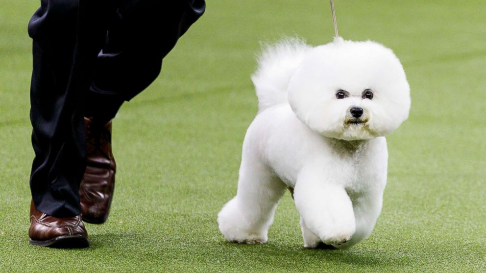 PHOTO: A Bichon Frise, named Flynn, is led by handler Bill McFadden before winning "Best In Show" at the 2018 Westminster Kennel Club Dog Show in New York City, Feb. 13, 2018. The annual competition features hundreds of dogs from around the country.