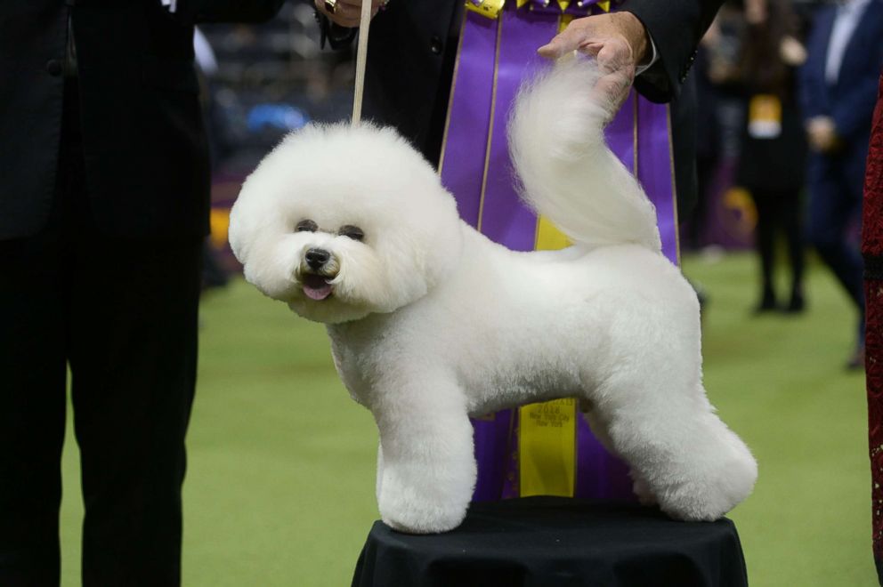 PHOTO: A Bichon Frise, named Flynn, poses after winning Best In Show at the Westminster Kennel Club Dog Show at Madison Square Garden, Feb. 13, 2018, in New York City.