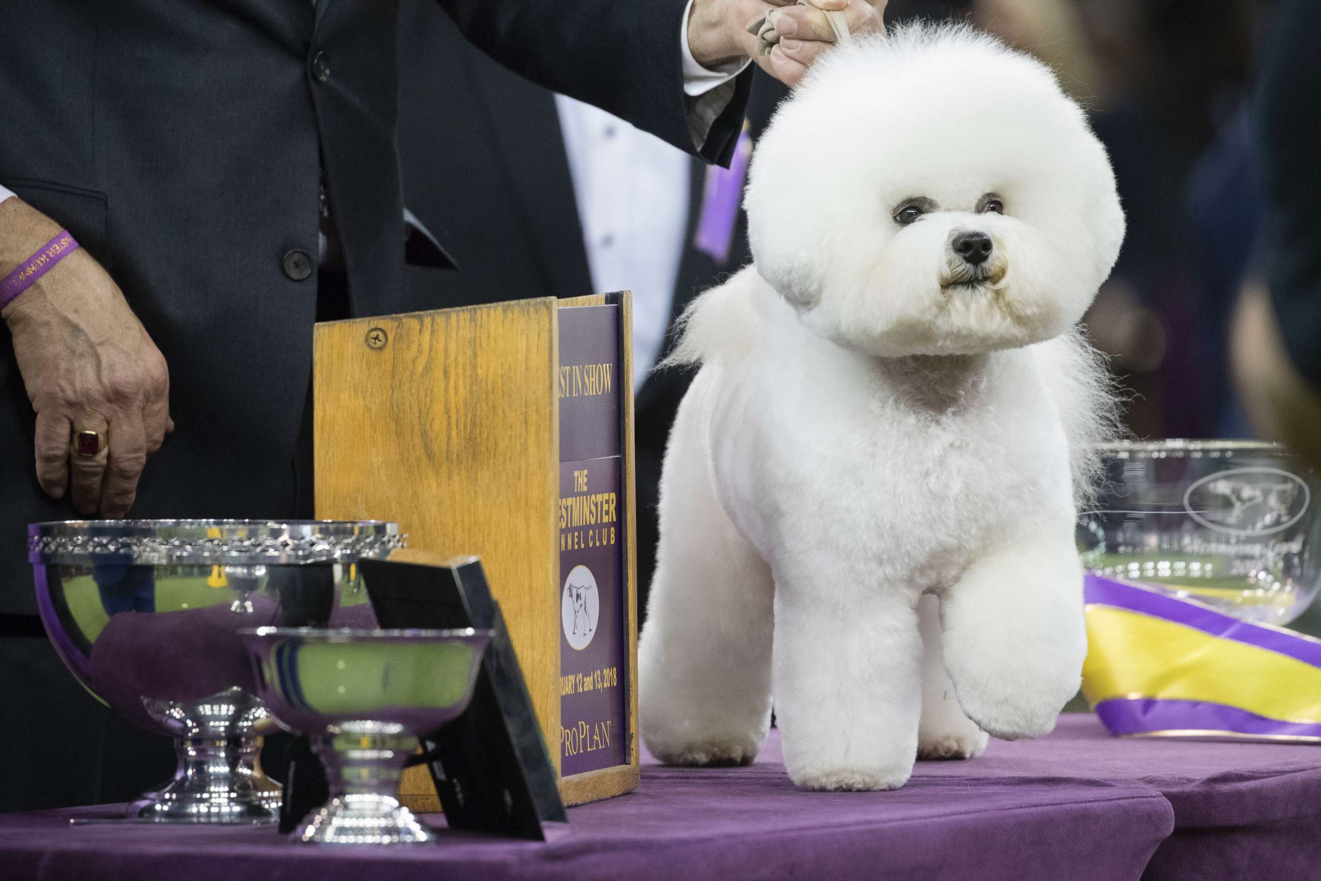 PHOTO: Flynn, a bichon frise, poses for photos after winning best in show during the 142nd Westminster Kennel Club Dog Show, Feb. 14, 2018, at Madison Square Garden in New York.