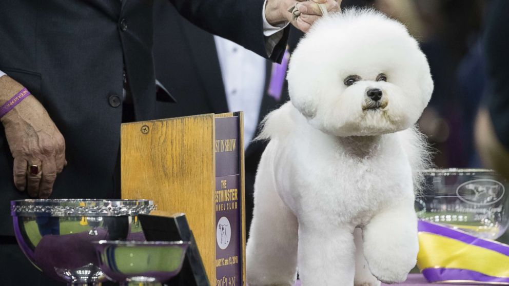 Flynn, a bichon frise, poses for photos after winning best in show during the 142nd Westminster Kennel Club Dog Show, Feb. 14, 2018, at Madison Square Garden in New York.