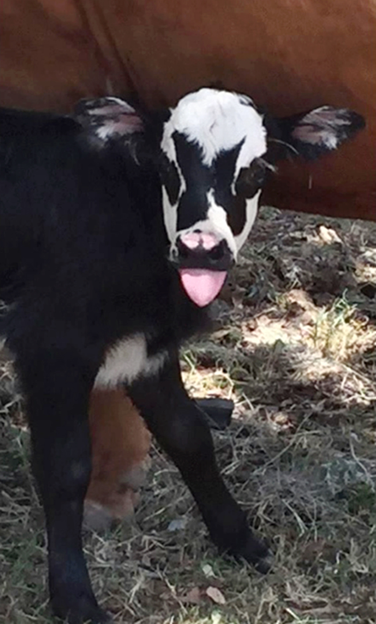 PHOTO: This July 28, 2017, photo provided by Hill Country Visitor in Kerrville, Texas, shows a newborn calf named Genie with facial marking that resemble Gene Simmons, bass player for the rock group KISS, shortly after its birth in Kerrville.