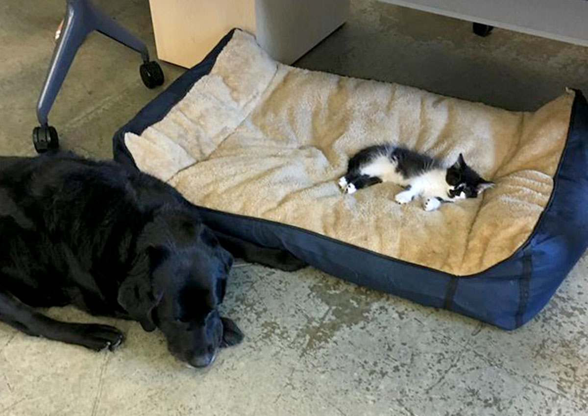 PHOTO: DOG loves to "snuggle up with them on their dog beds," said Support Dogs, Inc. owner, Anne Klein.
