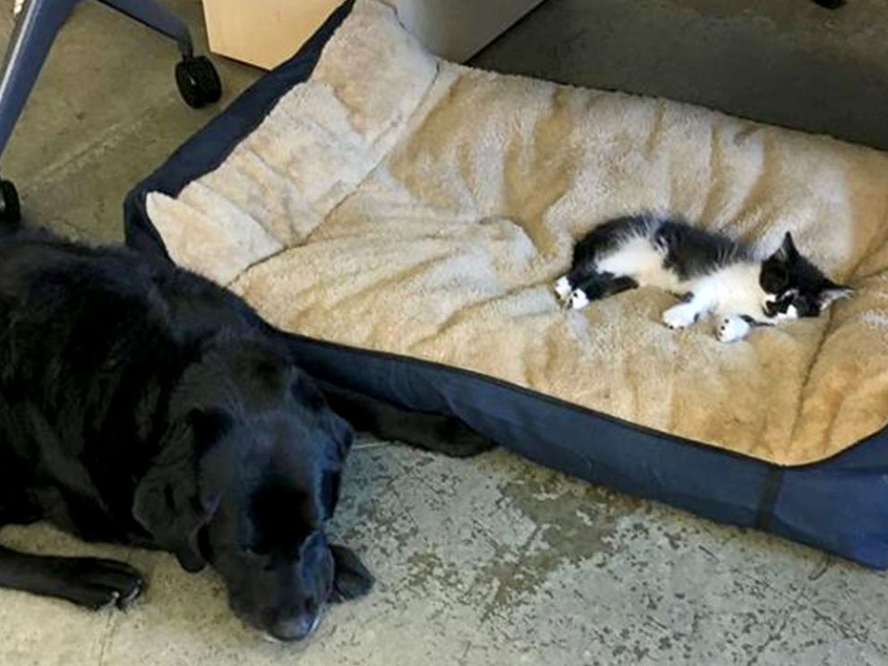 PHOTO: DOG loves to snuggle up with them on their dog beds, said Support Dogs, Inc. owner, Anne Klein.