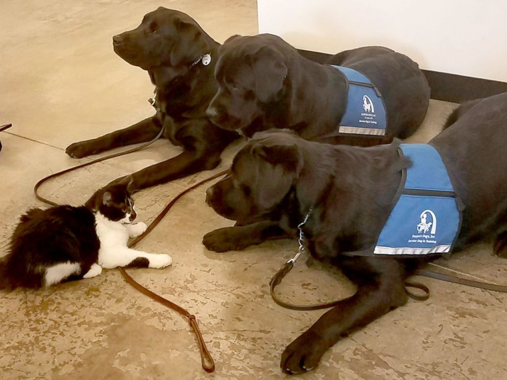 PHOTO: This 6-month-old kitten holds his own among 23 support dogs.