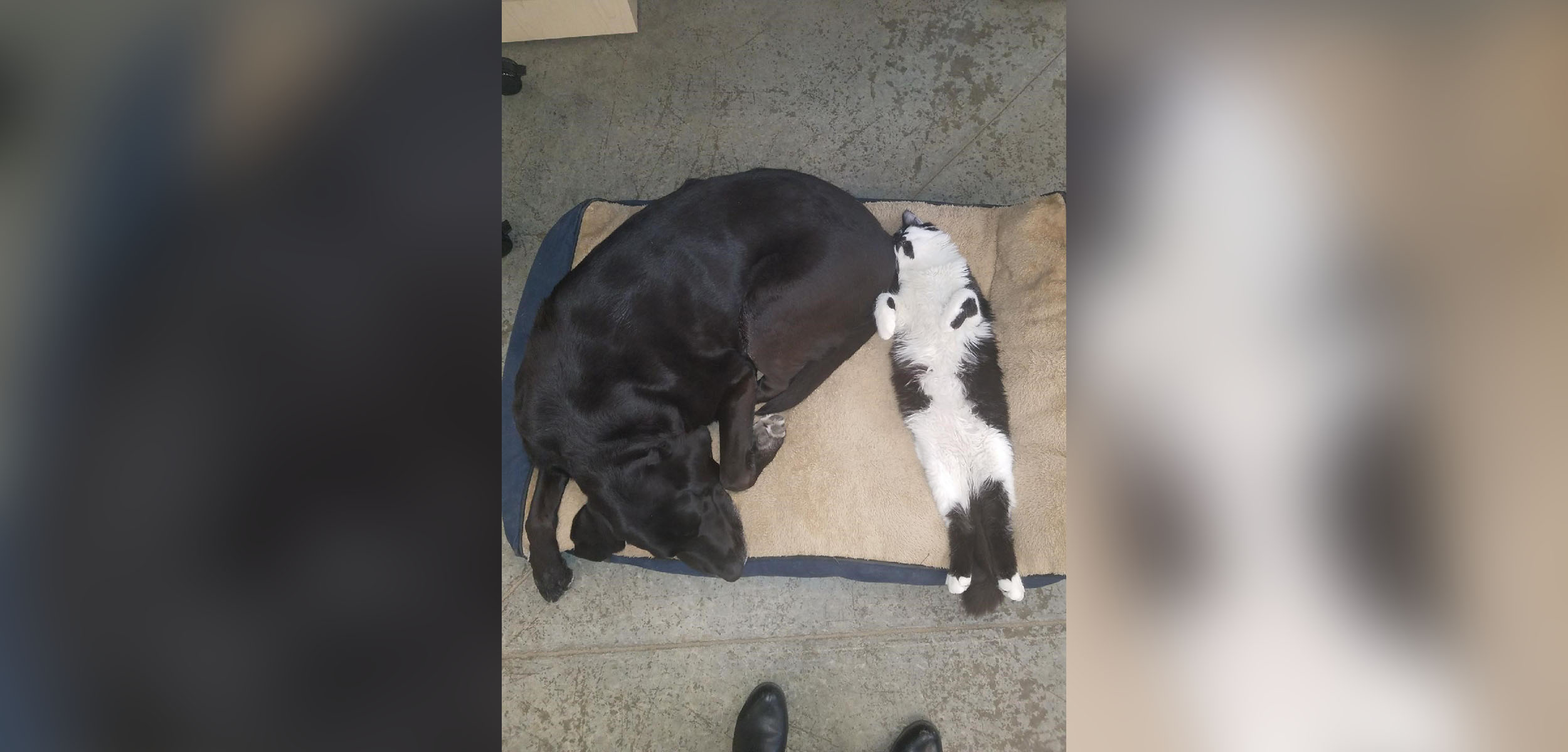 PHOTO: The staff at Support Dogs, Inc. calls DOG the "heat seeker" because he loves to snuggle with the dogs on their beds.