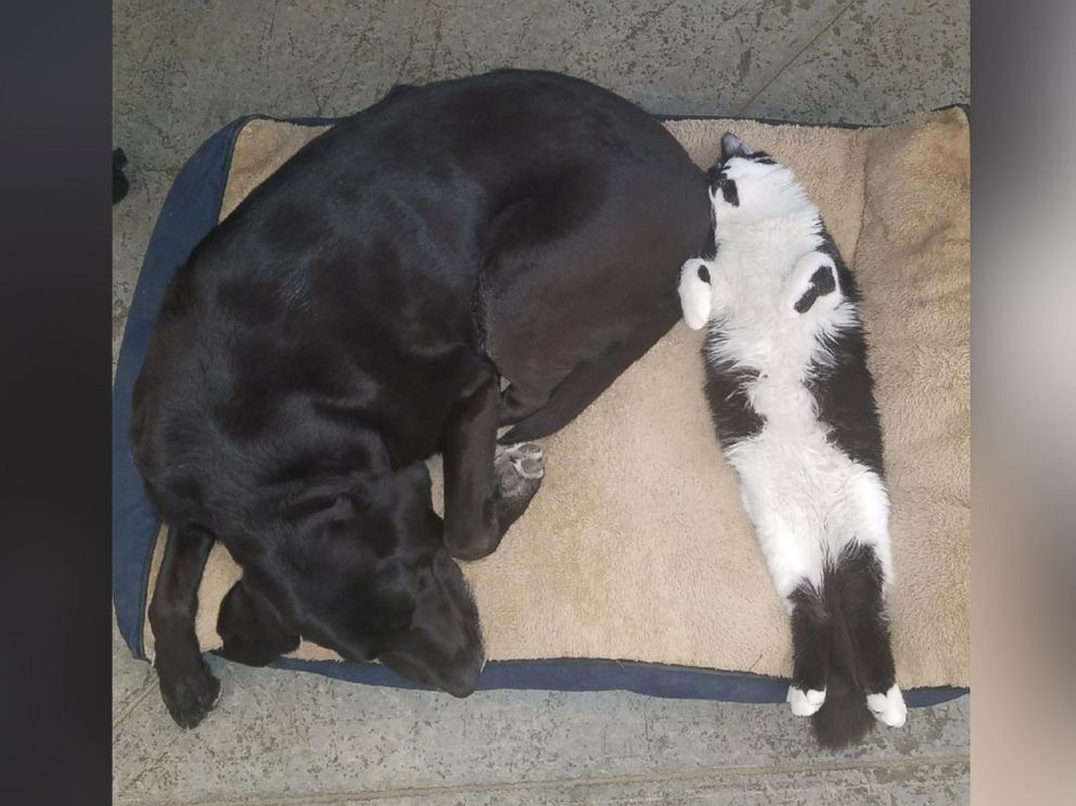 PHOTO: The staff at Support Dogs, Inc. calls DOG the heat seeker because he loves to snuggle with the dogs on their beds.