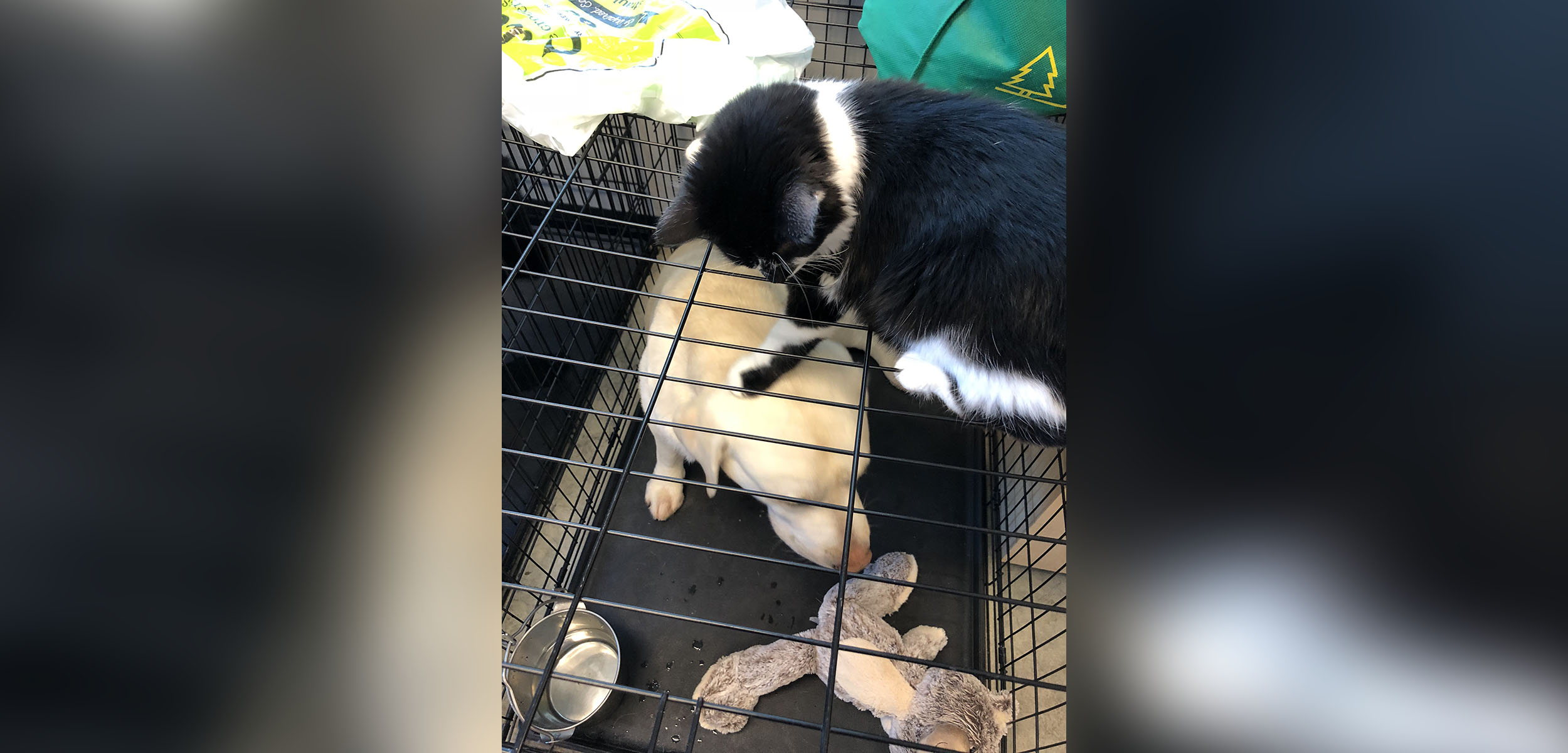 PHOTO: DOG loves to pull at the pup's tails and bat at their noses, said Klein.