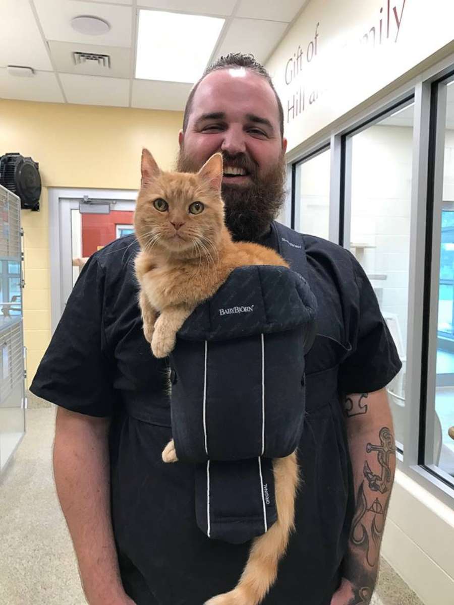 PHOTO: Dougie, a 15-year-old feline, was adopted on Sept. 16 from Animal Refuge League of Greater Portland in Portland, Maine, after a photo of him in a baby carrier went viral.