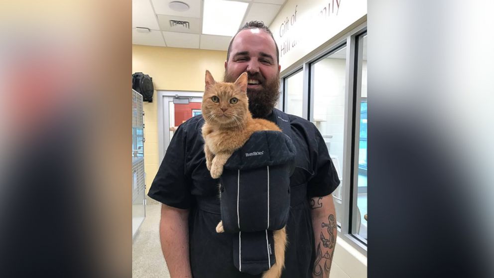 15 Year Old Shelter Cat That Loves Being Held Finds Forever Home Abc News