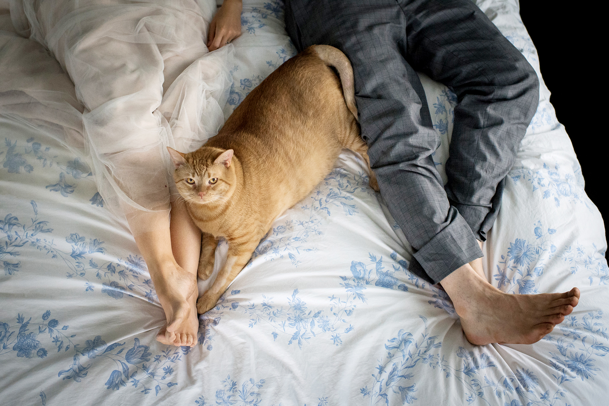 PHOTO: Vito, a 35-pound feline, joined his new owners, Kiah Berkeley and Peter Sorkin of Mount Rainier, Maryland, during their wedding-day photo shoot on July 8, 2017. 