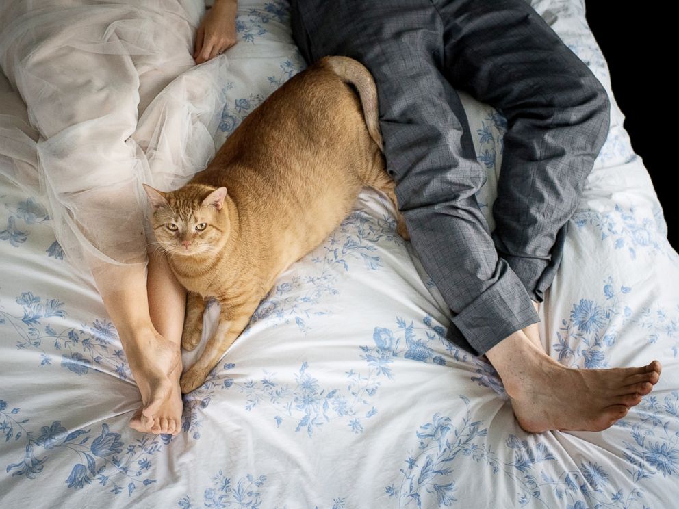 PHOTO: Vito, a 35-pound feline, joined his new owners, Kiah Berkeley and Peter Sorkin of Mount Rainier, Maryland, during their wedding-day photo shoot on July 8, 2017.