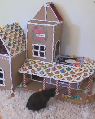 The couple shared their DIY, cat-friendly "gingerbread" house on the YouTube channel dedicated to their two cats, Marmalade and Cole.