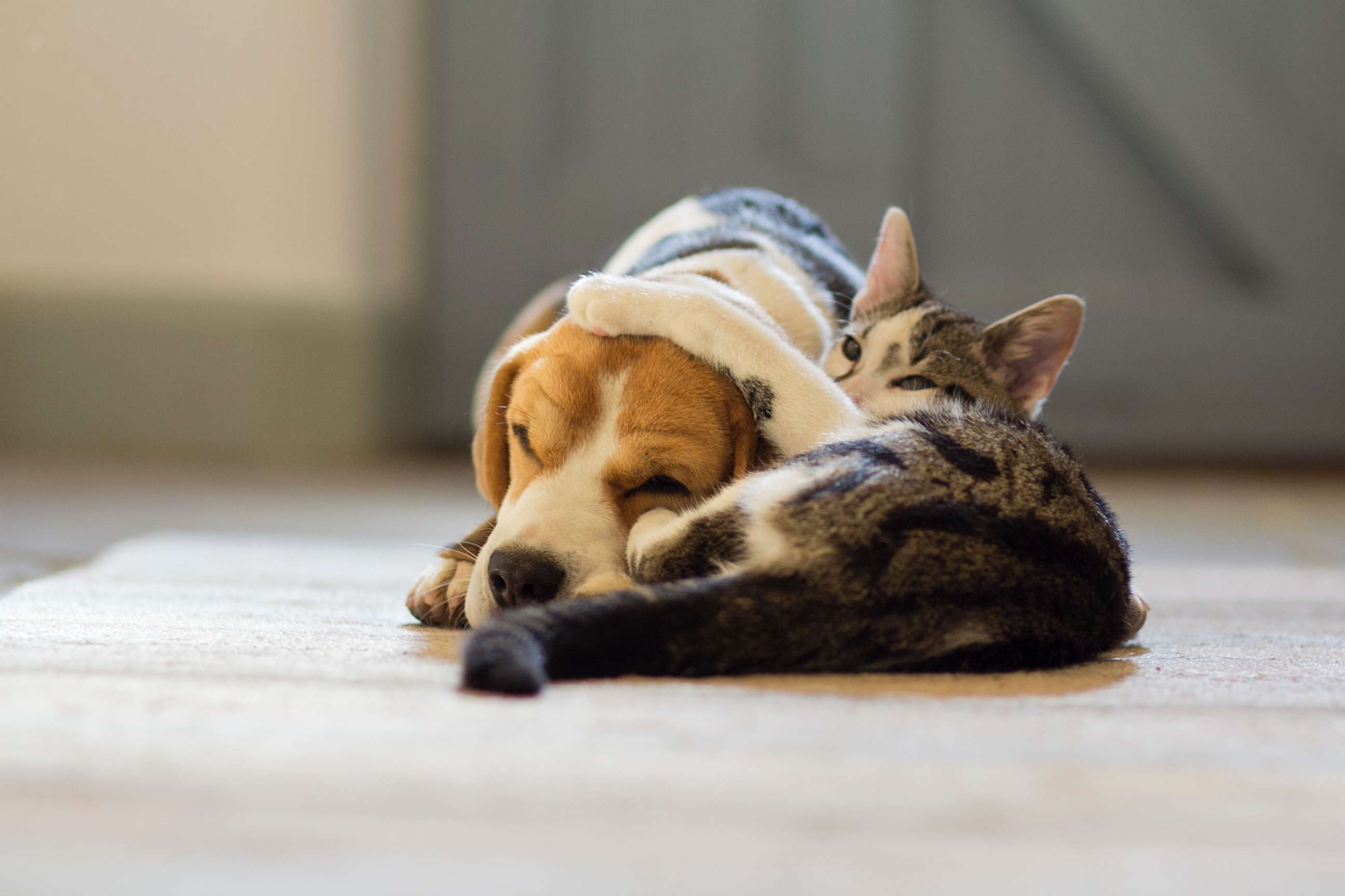 PHOTO: A Beagle dog and a moggy cat cuddle up to each other in this undated photo.