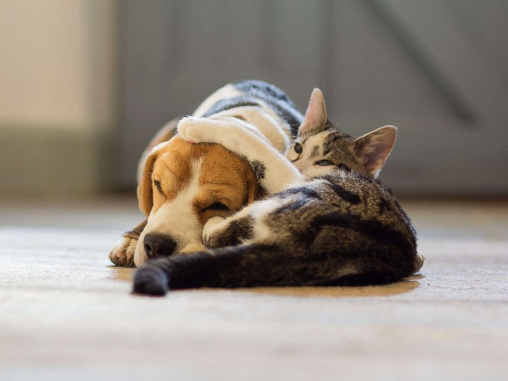 PHOTO: A Beagle dog and a moggy cat cuddle up to each other in this undated photo.