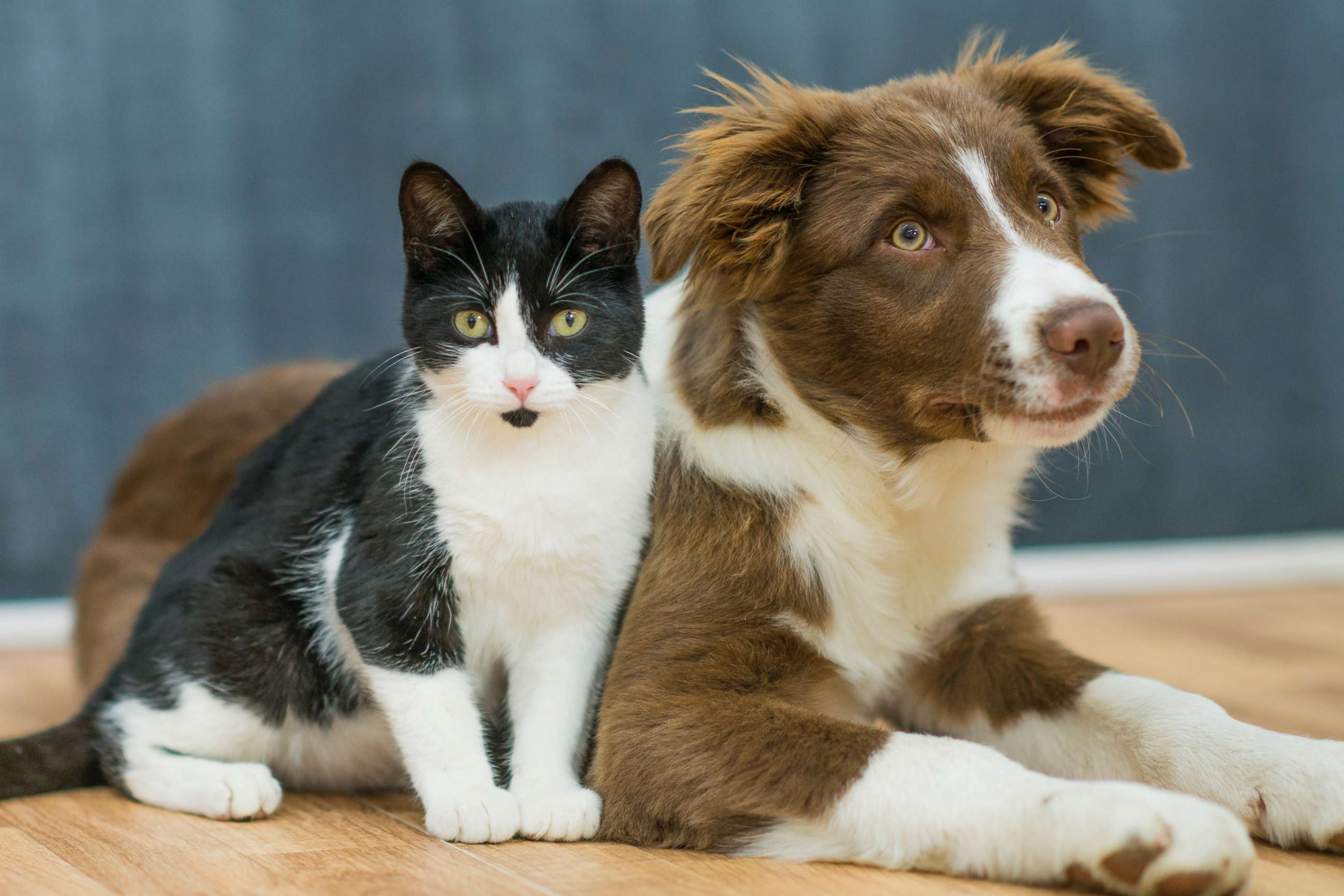 PHOTO: A puppy and a kitten sit closely to one another, patiently waiting for instruction in this undated photo.