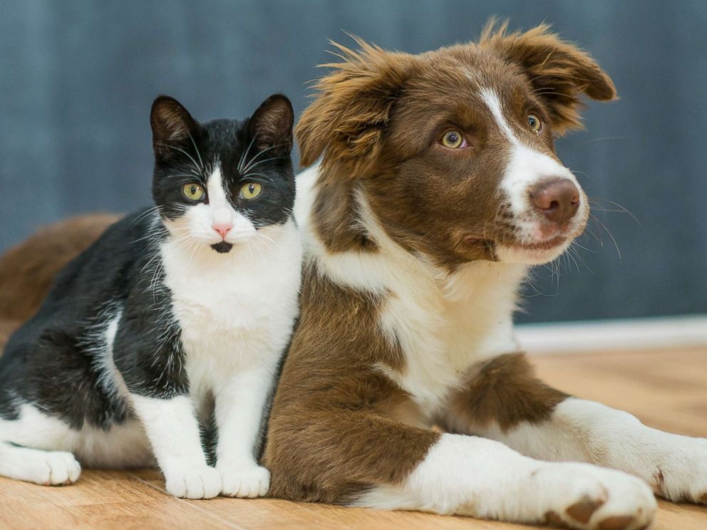 Dogs are smarter than cats, study finds - ABC News