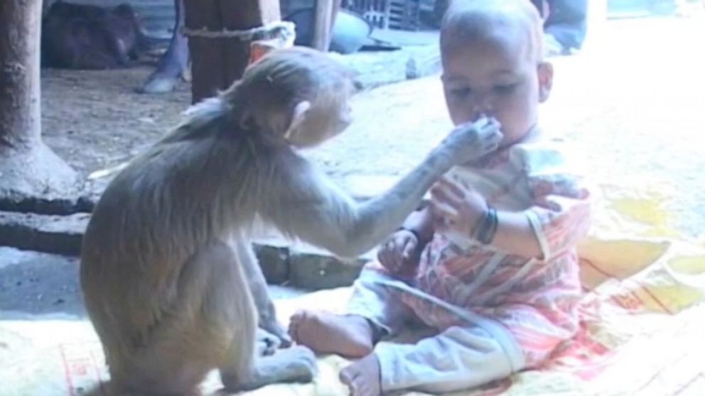 PHOTO: A baby and monkey have become unlikely friends. The girl struck up the unique friendship when the monkey strayed into her family's home. Initially the parents were shocked to see the wild animal in their home and near their child.
