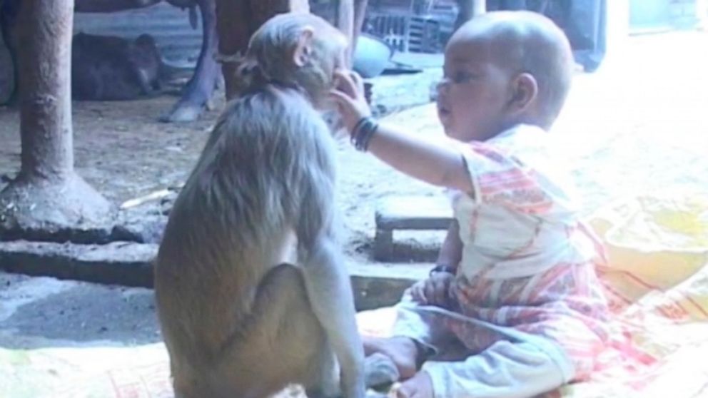 A baby and monkey have become unlikely friends. The girl struck up the unique friendship when the monkey strayed into her family's home. Initially the parents were shocked to see the wild animal in their home and near their child.
